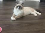 Reduced Duke Purrington - Ragdoll Cat For Sale - Hudson&comma; OH&comma; US
