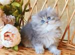 Kamelia - British Shorthair Cat For Sale - Hollywood&comma; FL&comma; US