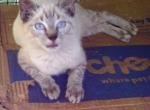 LYNXPOINT REDUCED - Colorpoint Shorthair Cat For Sale - Walterboro&comma; SC&comma; US