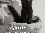 Ginny Harry Potter Litter - Maine Coon Cat For Sale - Kingman&comma; AZ&comma; US