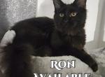 Ron Harry Potter Litter - Maine Coon Cat For Sale - Kingman&comma; AZ&comma; US