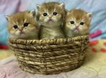 Golden Treasures - British Shorthair Cat For Sale - Fort Wayne&comma; IN&comma; US