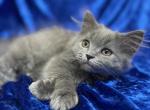 Misha - British Shorthair Cat For Sale - Fort Wayne&comma; IN&comma; US
