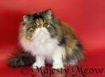 Betty - Persian Cat For Sale - Yucca Valley&comma; CA&comma; US