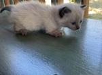 Boy - Munchkin Cat For Sale - Vicksburg&comma; MS&comma; US