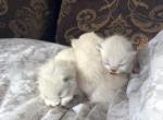 Christmas kittens - Himalayan Cat For Sale - Vestal&comma; NY&comma; US