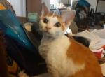 Ginger - Devon Rex Cat For Sale - Stanford&comma; MT&comma; US