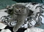 Marsik - Scottish Fold Cat For Sale - Chicago&comma; IL&comma; US