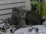 Monica - Scottish Fold Cat For Sale - Los Angeles&comma; CA&comma; US