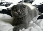 Marsik - Scottish Fold Cat For Sale - Los Angeles&comma; CA&comma; US