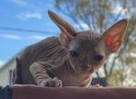 Sphynx light chocolate Pittsburg Columbs Cleveland - Sphynx Cat For Sale - New Castle&comma; PA&comma; US