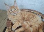 Marik Flint - Maine Coon Cat For Sale - Hollywood&comma; FL&comma; US