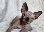 Exclusive - Sphynx Cat For Sale - Pembroke Pines&comma; FL&comma; US