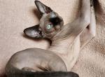 Jordan - Sphynx Cat For Sale - Pembroke Pines&comma; FL&comma; US