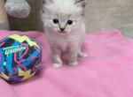 Clover - Ragdoll Cat For Sale - Freeburg&comma; PA&comma; US