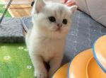 Scottish girl 3 - Scottish Straight Cat For Sale - New York&comma; NY&comma; US