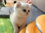 Scottish girl 3 - Scottish Straight Cat For Sale - Brooklyn&comma; NY&comma; US
