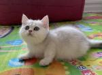British girl - British Shorthair Cat For Sale - New York&comma; NY&comma; US