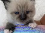 Lee - Ragdoll Cat For Sale - Mount Joy&comma; PA&comma; US