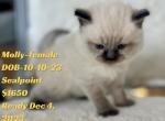 December ready - Ragdoll Cat For Sale - Mount Joy&comma; PA&comma; US