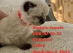 Beautiful Babies - Ragdoll Cat For Sale - Mount Joy&comma; PA&comma; US
