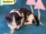 Isadore - Siberian Cat For Sale - Clintwood&comma; VA&comma; US