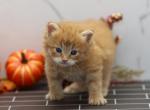 Kosmos of Romanov Cats - Siberian Cat For Sale - Ashburn&comma; VA&comma; US