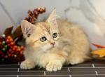 Harlequin of RomanovCats - Siberian Cat For Sale - Ashburn&comma; VA&comma; US