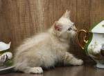 Helix CFA certified - Siberian Cat For Sale - Ashburn&comma; VA&comma; US