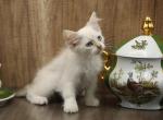Himalaya  CFA certified Siberian - Siberian Cat For Sale - Ashburn&comma; VA&comma; US