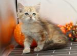 Hocus Pocus of RomanovCats - Siberian Cat For Sale - Ashburn&comma; VA&comma; US