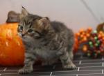 Klavah of RomanovCats - Siberian Cat For Sale - Ashburn&comma; VA&comma; US