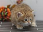 Luanda of RomanovCats - Siberian Cat For Sale - Ashburn&comma; VA&comma; US