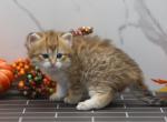 Licinia of RomanovCats - Siberian Cat For Sale - Ashburn&comma; VA&comma; US