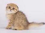 Lakers leopard cheetah cub scottish fold tabby - Scottish Fold Cat For Sale - Los Angeles&comma; CA&comma; US