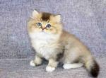 Johnny golden chinchilla boy with white mittens - British Shorthair Cat For Sale - Los Angeles&comma; CA&comma; US