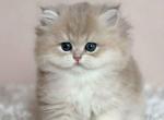 Julia blue golden shaded british longhair babygirl - Persian Cat For Sale - Los Angeles&comma; CA&comma; US