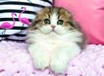 Timur Scottish fold longhair bicolor tabby boy - Scottish Fold Cat For Sale - Los Angeles&comma; CA&comma; US
