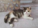 Venice exotic shorthair dilute calico blue cream - Exotic Cat For Sale - Los Angeles&comma; CA&comma; US
