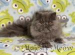 Wisley - Persian Cat For Sale - Yucca Valley&comma; CA&comma; US