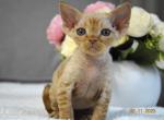 Freddie - Devon Rex Cat For Sale - Hollywood&comma; FL&comma; US