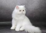 Ulyana - Persian Cat For Sale - Hollywood&comma; FL&comma; US