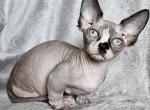Margaret - Bambino Cat For Sale - Pembroke Pines&comma; FL&comma; US