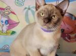 Fabio - Burmese Cat For Sale - Miami&comma; FL&comma; US