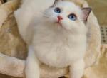 daisy - Ragdoll Cat For Sale - Los Angeles&comma; CA&comma; US