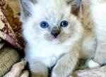 Lolly Pop - Ragdoll Cat For Sale - Los Angeles, CA, US