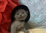Shrek - Scottish Fold Cat For Sale - Fort Wayne&comma; IN&comma; US