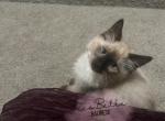 Alayne RESERVED - Balinese Cat For Sale - CA&comma; US