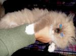 Seal mink male Ragdoll - Ragdoll Cat For Sale - Minerva&comma; OH&comma; US