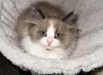 Seal bicolor female Ragdoll - Ragdoll Cat For Sale - Minerva&comma; OH&comma; US